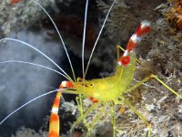 Golden Coral Shrimp